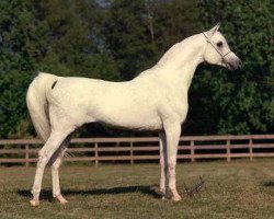 stallion Prince FA Moniet ox (Arabian thoroughbred, 1981, from The Egyptian Prince 1967 ox)