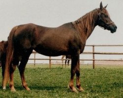 broodmare Marah EAO (Arabian thoroughbred, 1966, from Galal 1959 EAO)