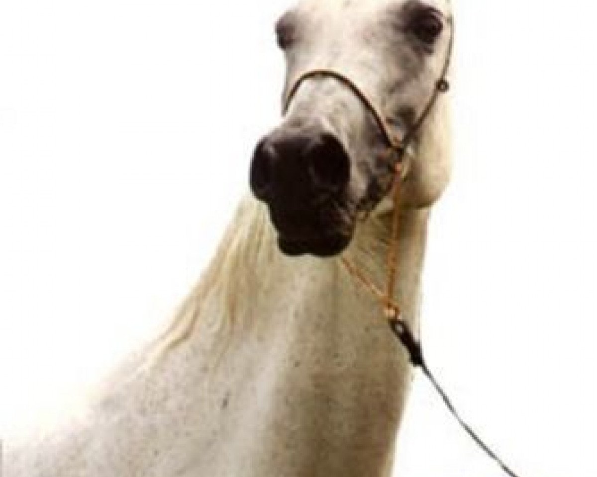 broodmare Matala Bint Marah EAO (Arabian purebred, 1983, from Jamil ox)