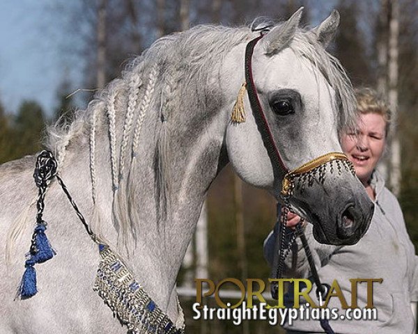 stallion RA Relaks ox (Arabian thoroughbred, 1999, from Matal ox)