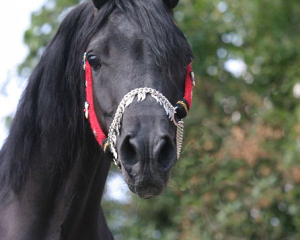stallion Kudaira Nuri Ibn Salaam EAO (Arabian thoroughbred, 2000, from Ansata El Salaam ox)