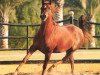 broodmare Nashwa EAO (Arabian thoroughbred, 1991, from Salaa El Dine EAO)