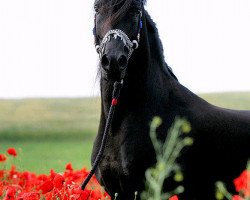 stallion NK Ibn Leyl EAO (Arabian thoroughbred, 1997, from Nahaman ox)