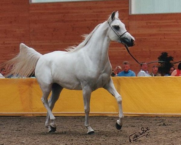 broodmare Remarqable KA ox (Arabian thoroughbred, 1998, from Marquis I ox)