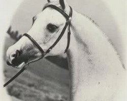 broodmare Hoda EAO (Arabian thoroughbred, 1963, from Alaa El Din 1956 EAO)