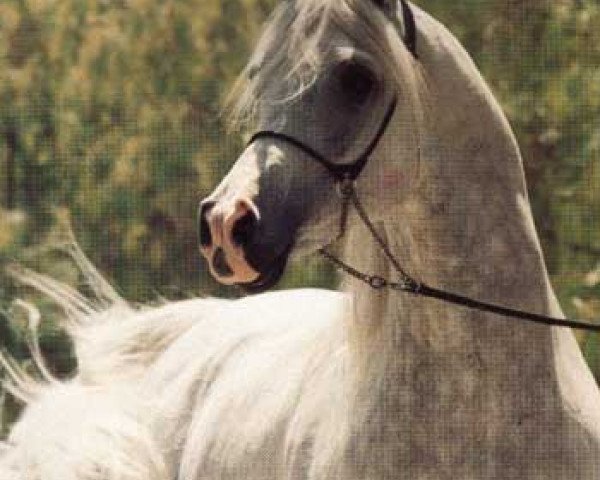 stallion Ruminaja Bahjat 1977 EAO (Arabian thoroughbred, 1977, from Shaikh Al Badi 1969 ox)