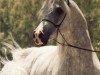 stallion Ruminaja Bahjat 1977 EAO (Arabian thoroughbred, 1977, from Shaikh Al Badi 1969 ox)