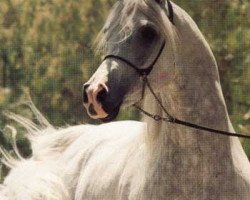 stallion Ruminaja Bahjat 1977 EAO (Arabian thoroughbred, 1977, from Shaikh Al Badi 1969 ox)