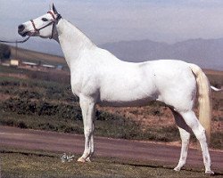 broodmare Talya EAO (Arabian thoroughbred, 1969, from Talal EAO)