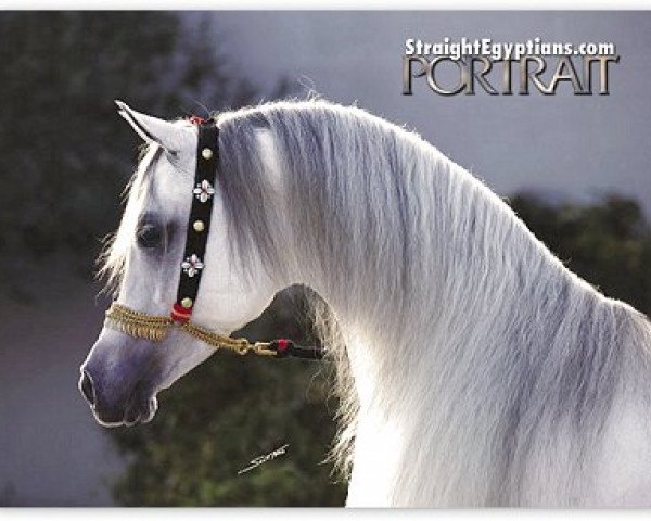 stallion Marquis I ox (Arabian thoroughbred, 1993, from Makhsous ox)