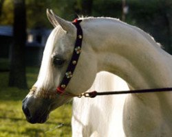 stallion Makhnificent KA ox (Arabian thoroughbred, 1995, from Makhsous ox)