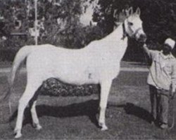 broodmare Neamat EAO (Arabian thoroughbred, 1962, from Morafic 1956 EAO)