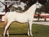 broodmare Nabda EAO (Arabian thoroughbred, 1974, from Wahag EAO)