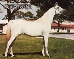 broodmare Nabda EAO (Arabian thoroughbred, 1974, from Wahag EAO)