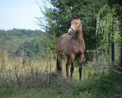 Springpferd C.C. Golden Lady (Mecklenburger, 2011, von Creme de la Creme)