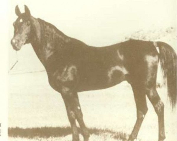 Deckhengst Fasab ox (Vollblutaraber, 1948, von Fadl 1930 RAS)
