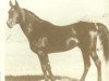 stallion Fasab ox (Arabian thoroughbred, 1948, from Fadl 1930 RAS)