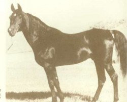 stallion Fasab ox (Arabian thoroughbred, 1948, from Fadl 1930 RAS)