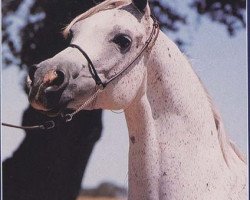 broodmare RDM Maar Hala ox (Arabian thoroughbred, 1973, from El Hilal ox)