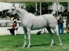 broodmare Imperial Kaliya ox (Arabian thoroughbred, 1990, from Imperial Al Kamar EAO)