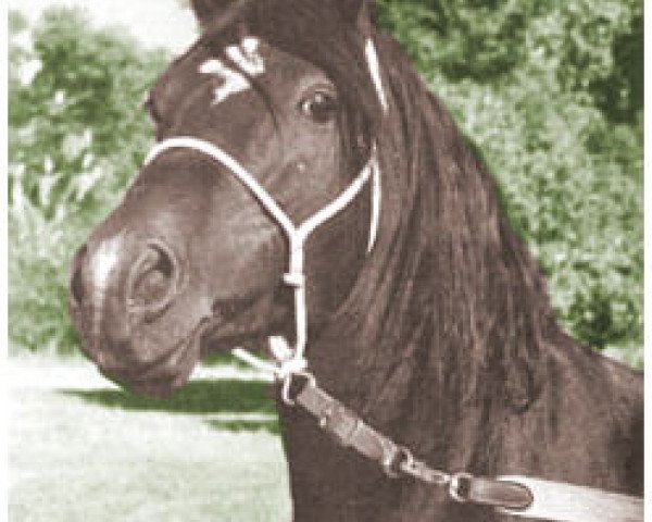 stallion Fasaab 1948 ox (Arabian thoroughbred, 1948, from Fadl 1930 RAS)