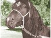 stallion Fasaab 1948 ox (Arabian thoroughbred, 1948, from Fadl 1930 RAS)