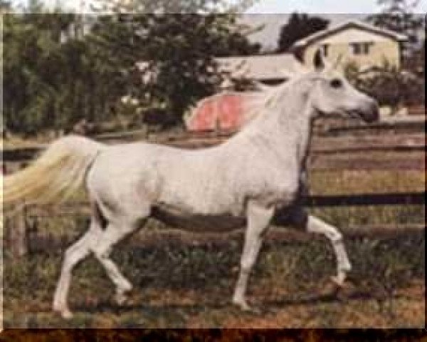 broodmare Maar-Ree ox (Arabian thoroughbred, 1957, from Fasab ox)