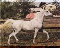 broodmare Maar-Ree ox (Arabian thoroughbred, 1957, from Fasab ox)