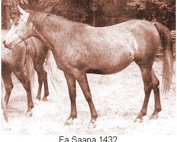 broodmare Fa Saana ox (Arabian thoroughbred, 1937, from Fadl 1930 RAS)