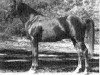 stallion Disaan ox (Arabian thoroughbred, 1948, from Fay El Dine 1934 ox)