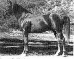 stallion Disaan ox (Arabian thoroughbred, 1948, from Fay El Dine 1934 ox)