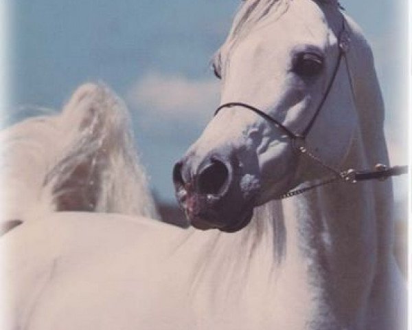 stallion El Halimaar ox (Arabian thoroughbred, 1980, from Ansata Ibn Halima 1958 EAO)