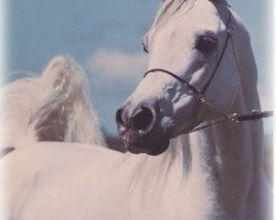 stallion El Halimaar ox (Arabian thoroughbred, 1980, from Ansata Ibn Halima 1958 EAO)