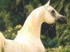 stallion Imperial Madheen ox (Arabian thoroughbred, 1984, from Messaoud 1979 ox)