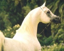 stallion Imperial Madheen ox (Arabian thoroughbred, 1984, from Messaoud 1979 ox)