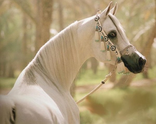 stallion Imperial Mahzeer ox (Arabian thoroughbred, 1989, from Imperial Madheen ox)