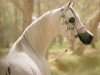 stallion Imperial Mahzeer ox (Arabian thoroughbred, 1989, from Imperial Madheen ox)