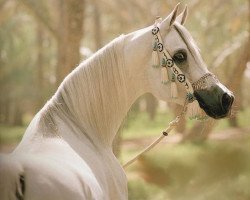 stallion Imperial Mahzeer ox (Arabian thoroughbred, 1989, from Imperial Madheen ox)