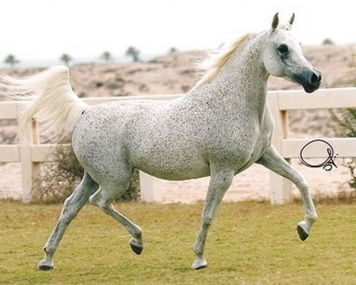 broodmare Aisha ox (Arabian purebred, 1985, from Ansata Halim Shah ox)