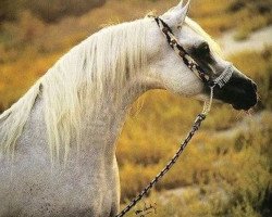 stallion Safir ox (Arabian thoroughbred, 1991, from Salaa El Dine EAO)