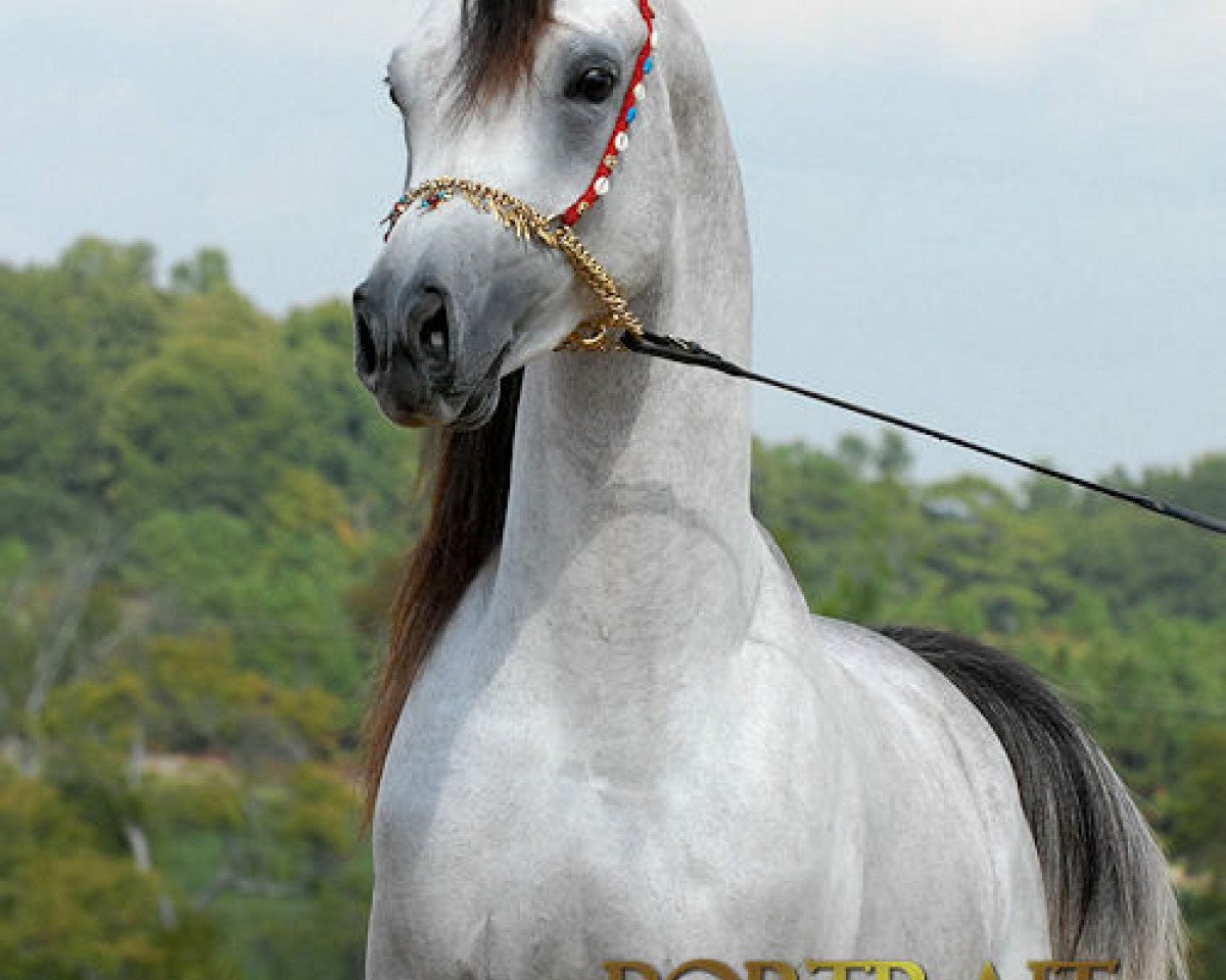 stallion Majeed Suhail PG ox (Arabian purebred, 2005, from Suhal Al Nasser ox)