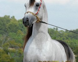 stallion Majeed Suhail PG ox (Arabian thoroughbred, 2005, from Suhal Al Nasser ox)