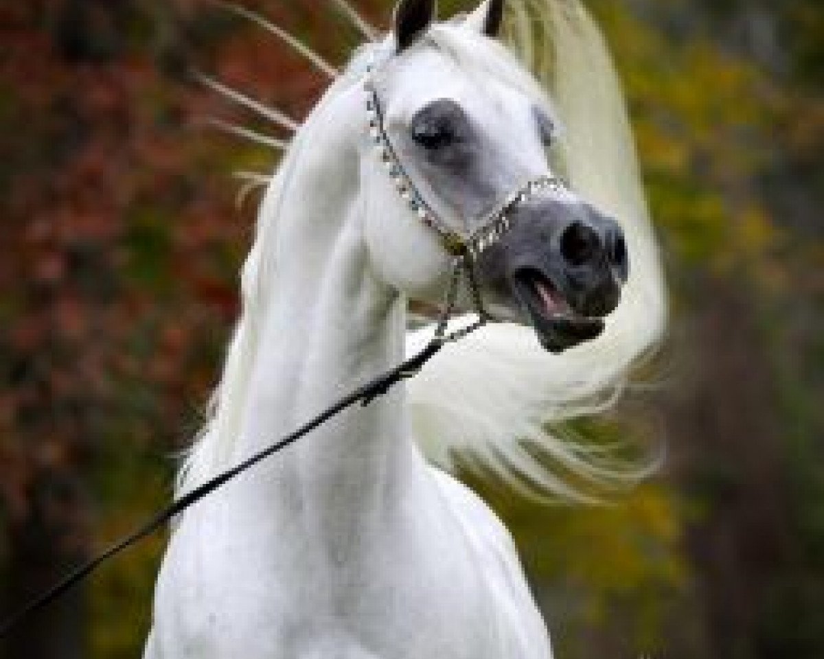 stallion Suhal Al Nasser ox (Arabian purebred, 2001, from Ashhal Al Rayyan EAO)