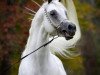 stallion Suhal Al Nasser ox (Arabian thoroughbred, 2001, from Ashhal Al Rayyan EAO)