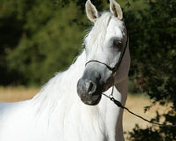 broodmare Kuy Maya ox (Arabian thoroughbred, 1995, from AK Shaikh ox)