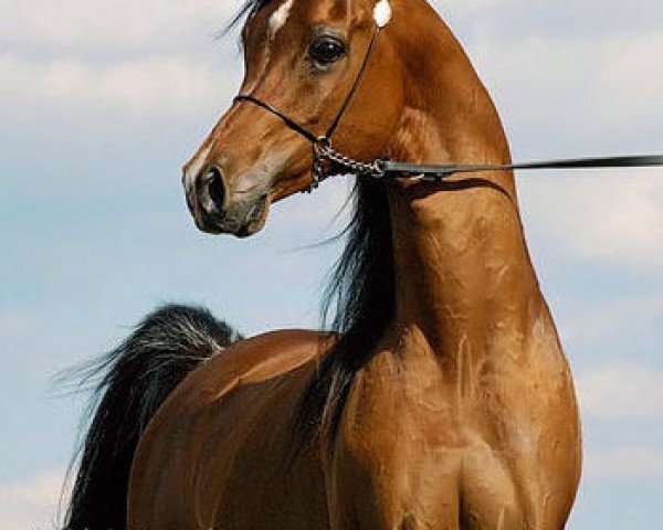 horse Imperial Mistaar ox (Arabian thoroughbred, 2002, from Imperial Baarez ox)