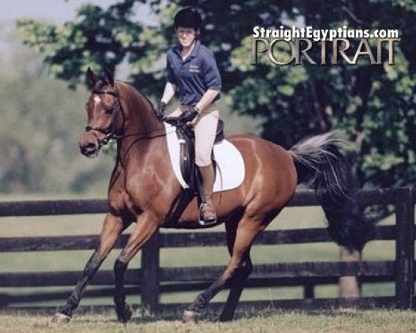 horse Imperial Mistaal ox (Arabian thoroughbred, 1997, from PVA Kariim ox)