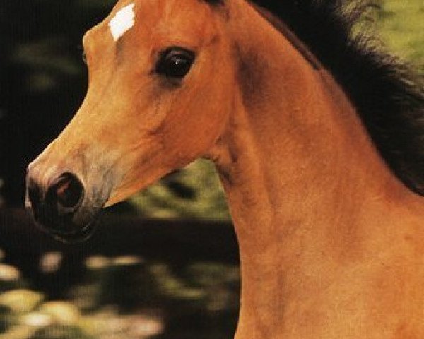 broodmare Imperial Misterin ox (Arabian thoroughbred, 1995, from Say Amen ox)