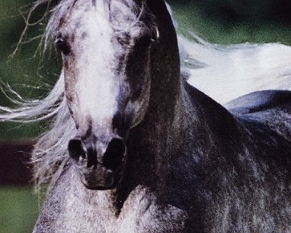 horse Imperial Kamilll ox (Arabian thoroughbred, 1994, from Imperial Al Kamar EAO)