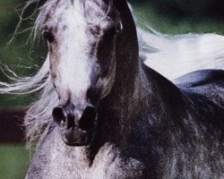 horse Imperial Kamilll ox (Arabian thoroughbred, 1994, from Imperial Al Kamar EAO)